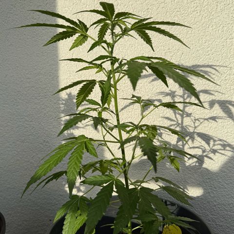 Purple Juice Auto growlog timeline photo