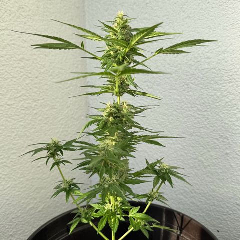 Godzilla Cookies Auto growlog timeline photo