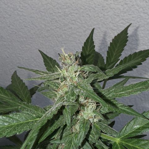 Godzilla Cookies Auto growlog timeline photo