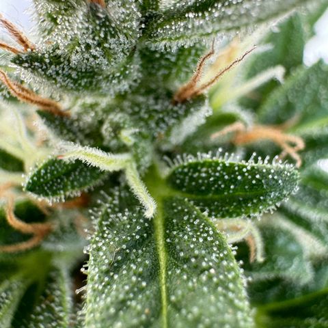 Godzilla Cookies Auto growlog timeline photo