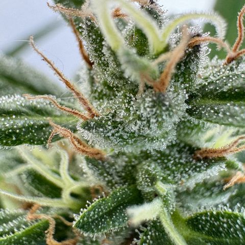 Godzilla Cookies Auto growlog timeline photo