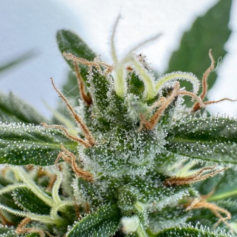 Godzilla Cookies Auto growlog timeline photo