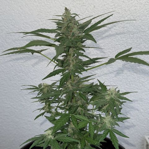 Godzilla Cookies Auto growlog timeline photo