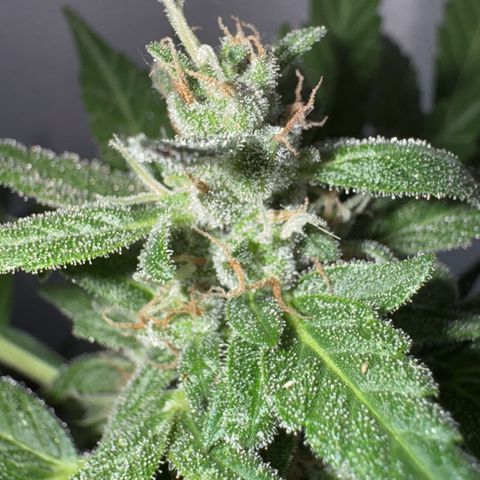 Godzilla Cookies Auto growlog timeline photo