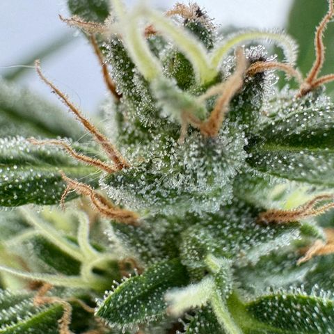 Godzilla Cookies Auto growlog timeline photo