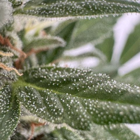 Godzilla Cookies Auto growlog timeline photo