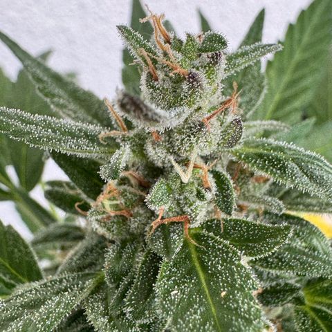 Godzilla Cookies Auto growlog timeline photo