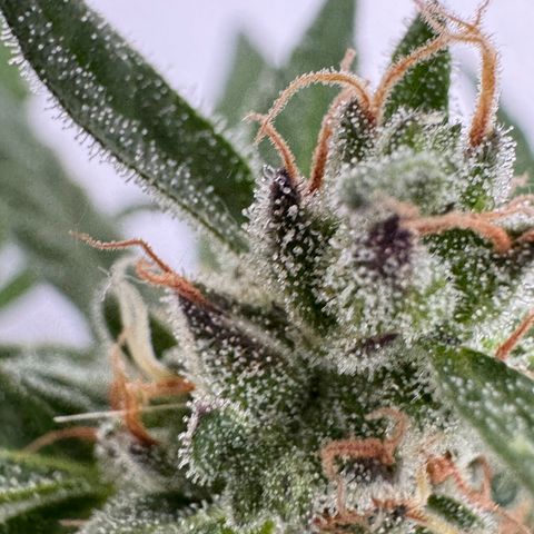 Godzilla Cookies Auto growlog timeline photo