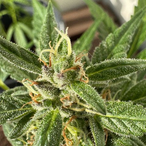 Godzilla Cookies Auto growlog timeline photo