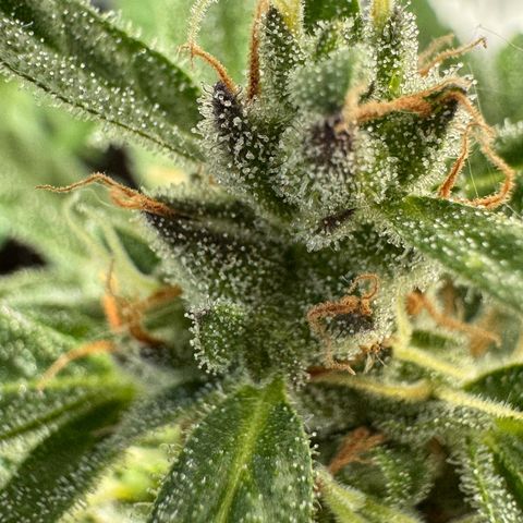 Godzilla Cookies Auto growlog timeline photo