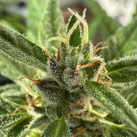 Godzilla Cookies Auto growlog timeline photo