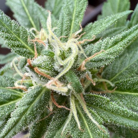 Godzilla Cookies Auto growlog timeline photo