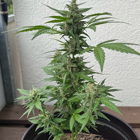Godzilla Cookies Auto growlog timeline photo