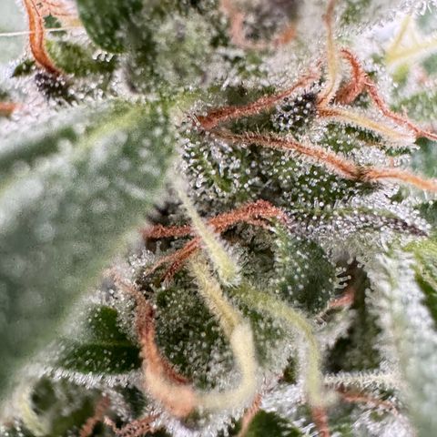 Godzilla Cookies Auto growlog timeline photo