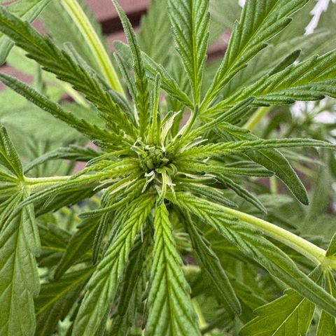 Purple Juice Auto growlog timeline photo