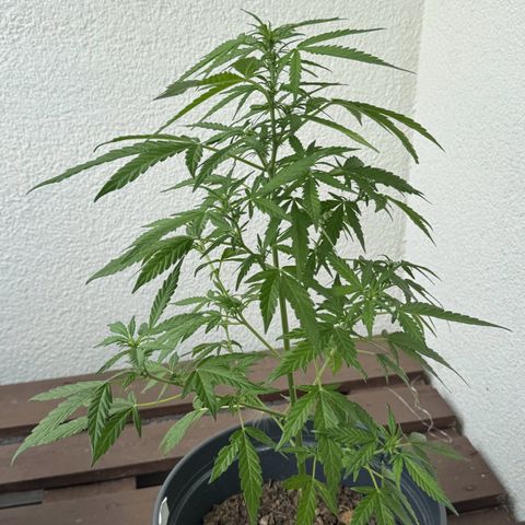Purple Juice Auto growlog timeline photo