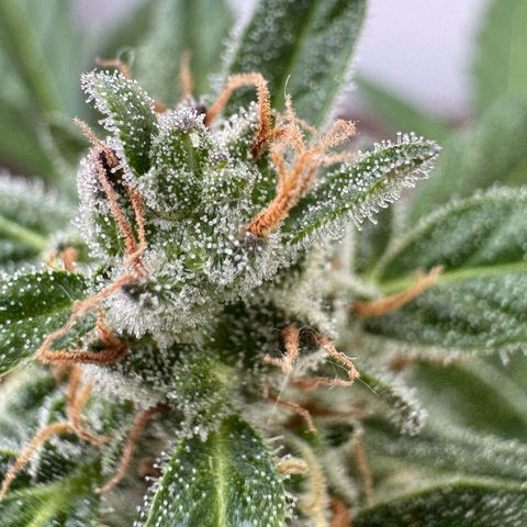 Godzilla Cookies Auto growlog timeline photo