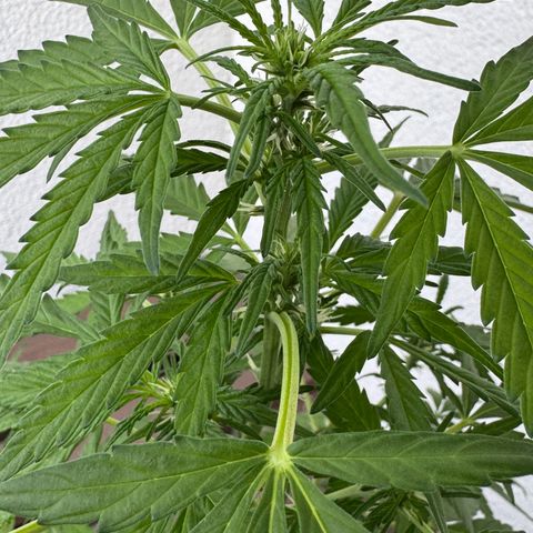 Purple Juice Auto growlog timeline photo