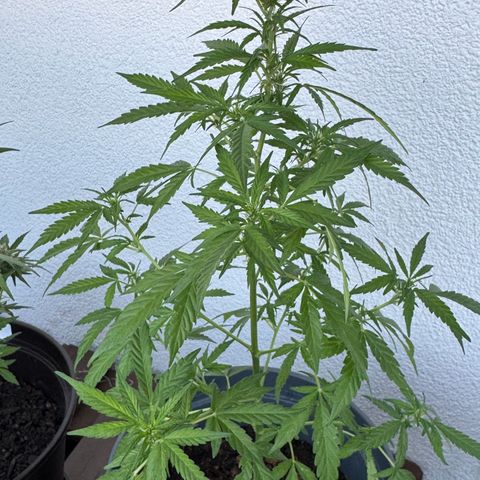 Purple Juice Auto growlog timeline photo