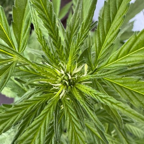 Purple Juice Auto growlog timeline photo