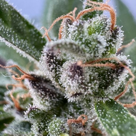 Godzilla Cookies Auto growlog timeline photo