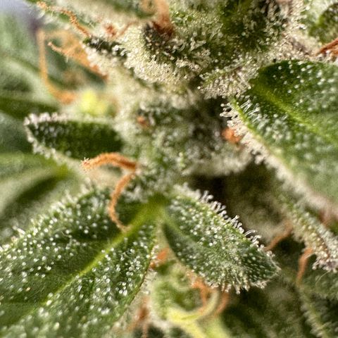 Godzilla Cookies Auto growlog timeline photo