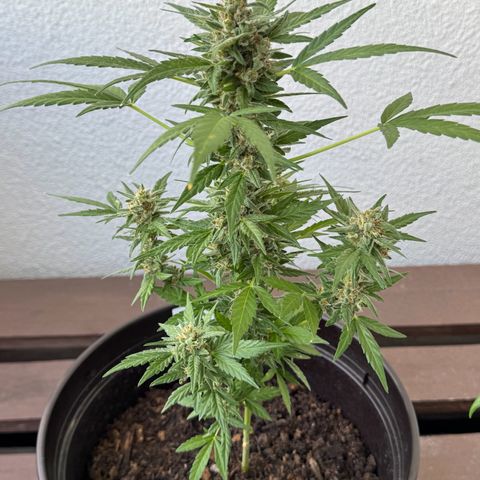 Godzilla Cookies Auto growlog timeline photo