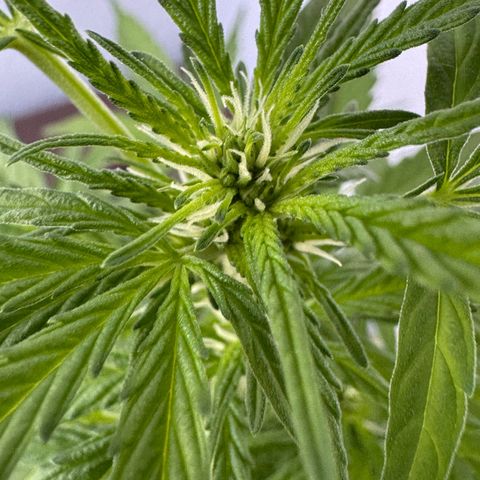 Purple Juice Auto growlog timeline photo