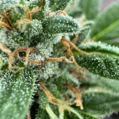Godzilla Cookies Auto growlog timeline photo