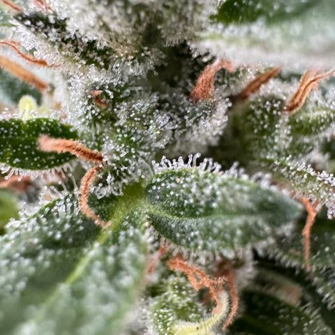 Godzilla Cookies Auto growlog timeline photo