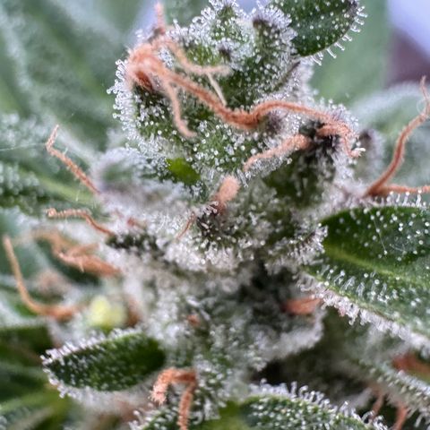 Godzilla Cookies Auto growlog timeline photo