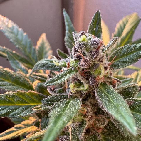 Godzilla Cookies Auto growlog timeline photo
