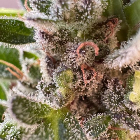 Godzilla Cookies Auto growlog timeline photo