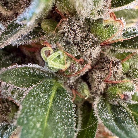 Godzilla Cookies Auto growlog timeline photo