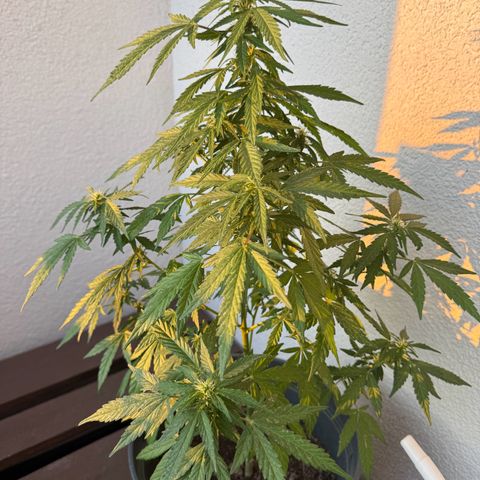 Purple Juice Auto growlog timeline photo