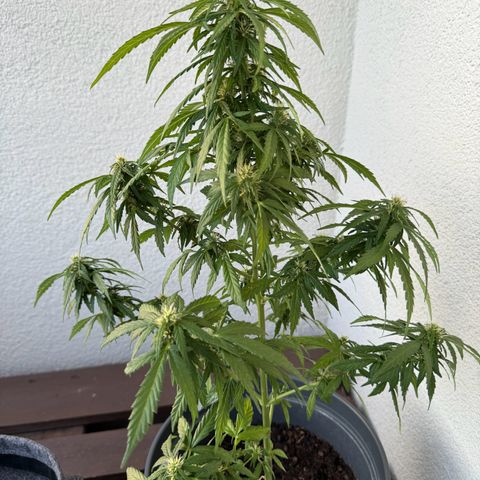 Purple Juice Auto growlog timeline photo