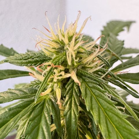 Purple Juice Auto growlog timeline photo