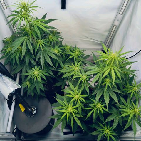 Black Piranha2:4:20 growlog timeline photo