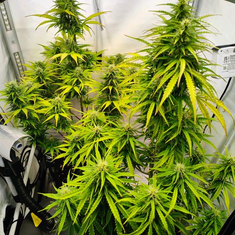 Black Piranha2:4:20 growlog timeline photo
