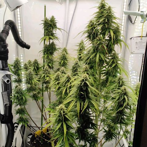 Black Piranha2:4:20 growlog timeline photo