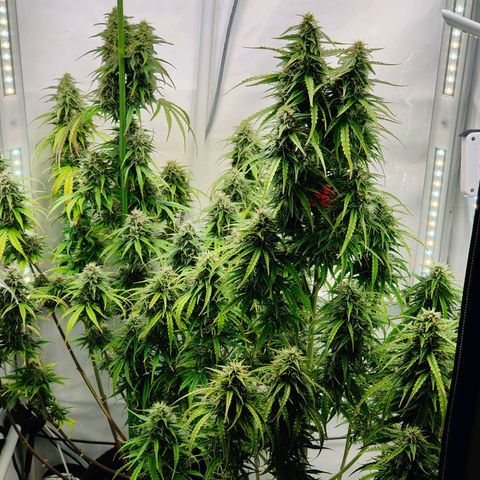 Black Piranha2:4:20 growlog timeline photo
