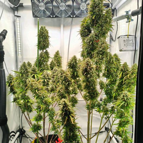 Black Piranha2:4:20 growlog timeline photo