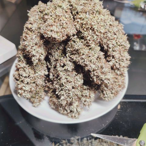 Black Piranha2:4:20 growlog timeline photo