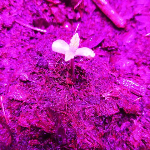 WDH #1 growlog timeline photo