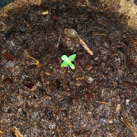WDH #1 growlog timeline photo