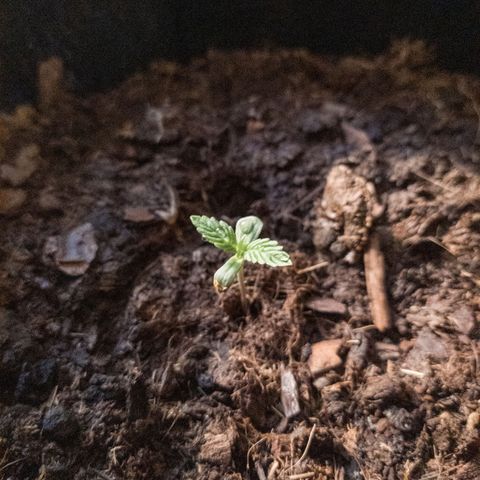 WDH #1 growlog timeline photo