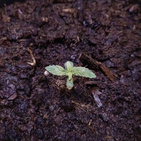 WDH #1 growlog timeline photo
