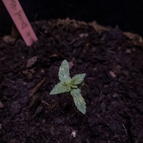 WDH #1 growlog timeline photo