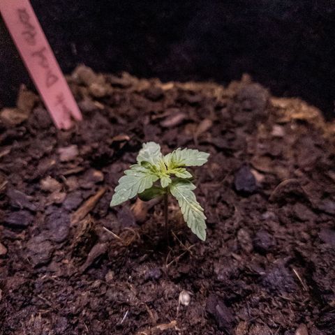 WDH #1 growlog timeline photo
