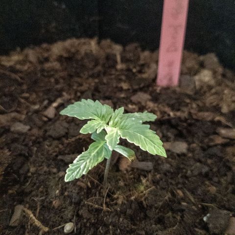 WDH #1 growlog timeline photo